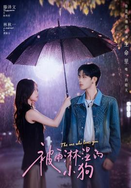 被雨淋湿的小狗 海报